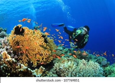 Scuba Diver, Tropical Fish And Coral Reef