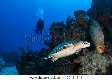 SCUBA diver and Turtle on a tropical coral reef