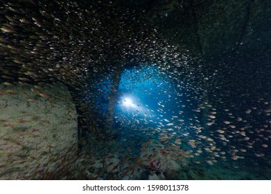 scuba diver using lamp behind many glass fishes
