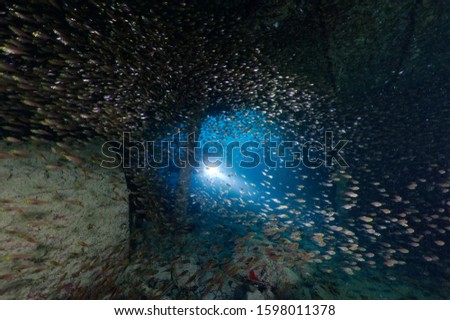 scuba diver using lamp behind many glass fishes