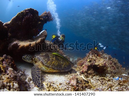 Scuba diver watching a sea turtle having rest among corals of tropical reef