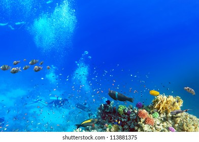 Scuba divers, coral and fish in the Red Sea.Egypt - Shutterstock ID 113881375