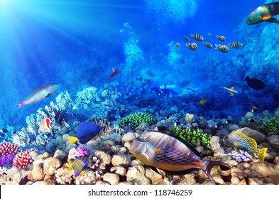 Scuba Divers Coral Fish Red Seaegypt Stock Photo (Edit Now) 118746259