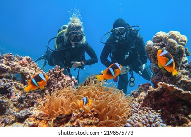 Scuba divers couple  near beautiful coral reef watching sea anemone and family of two-banded anemone fish (also known as clown or nemo fish).