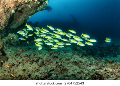 Scuba divers explore the ocean, observing a school of yellow fish swimming near a rocky reef in the Galapagos Islands. Marine life prospers in this diverse ecosystem.