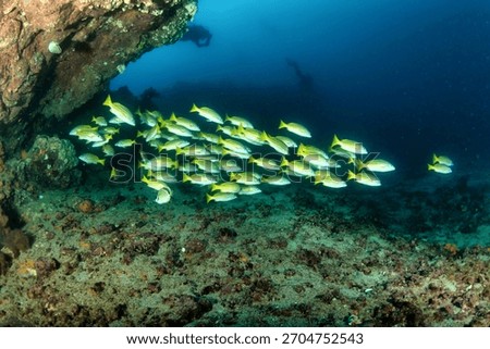 Scuba divers explore the ocean, observing a school of yellow fish swimming near a rocky reef in the Galapagos Islands. Marine life prospers in this diverse ecosystem.