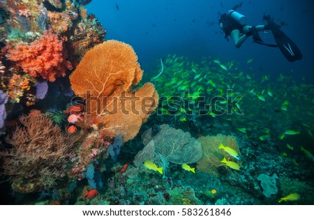 Scuba divers exploring coral reef, Maldives atolls, Indian Ocean. Lot of beautiful colored small fish and soft coral on foreground