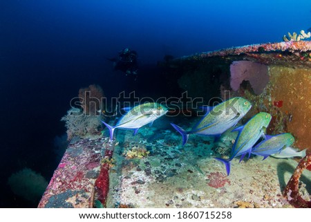 Scuba divers exploring a deep, dark underwater shipwreck in a clear blue ocean