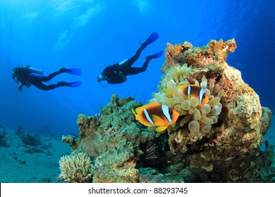 Scuba Divers Swim Over Coral Reef With Clown Fish In An Anemone