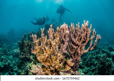 Scuba divers swimming over beautiful coral reef - Shutterstock ID 1675759462