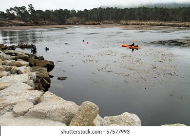 Scuba Divers In Whalers Cove At Point Lobos In Carmel, California On A Foggy Morning