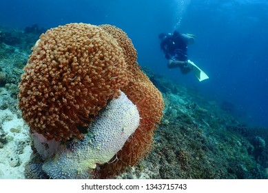 Scuba Diving In Cebu Mactan Ilands