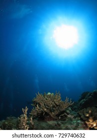 Scuba Diving / Coral Reaf With Sum Beam Seen From Under Sea