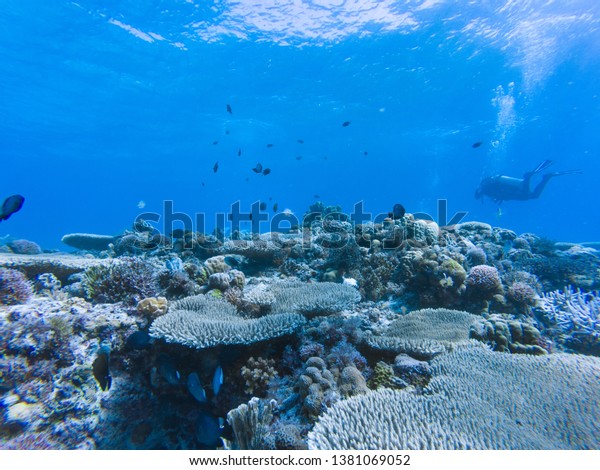 Scuba Diving Coral Reefs Philippines Stock Photo 1381069052 | Shutterstock