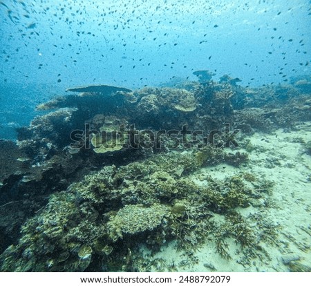scuba diving in the deep blue ocean Indonesia High quality photo