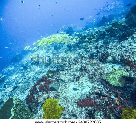 scuba diving in the deep blue ocean Indonesia High quality photo