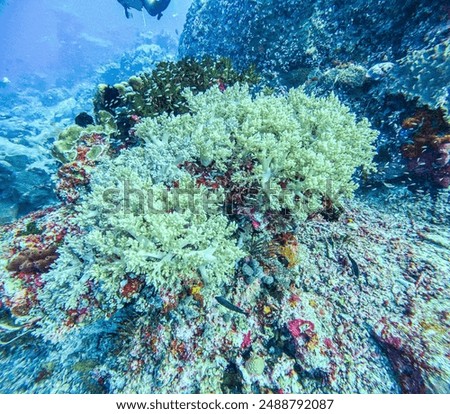 scuba diving in the deep blue ocean Indonesia High quality photo