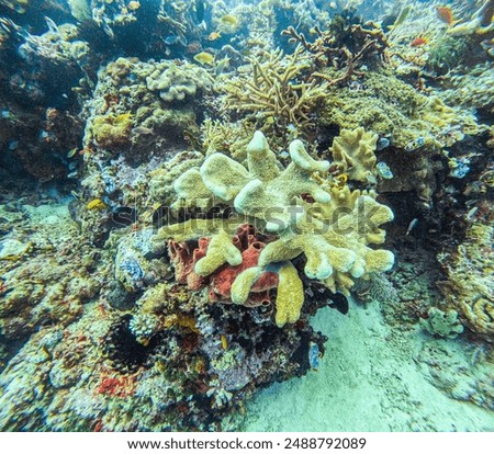 scuba diving in the deep blue ocean Indonesia High quality photo