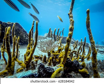 Scuba Diving Florida Keys Key Largo