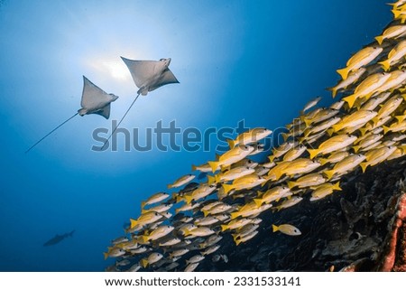 Scuba Diving with friendly Sting rays and on its habitat in Central Maldives