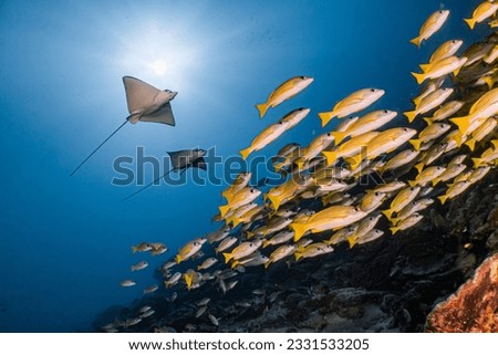 Scuba Diving with friendly Sting rays and on its habitat in Central Maldives