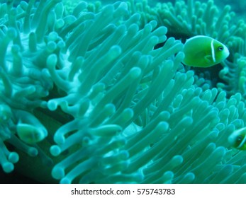 Scuba Diving, Gab Gab Beach, Santa Rita, Guam, USA