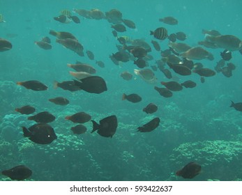 Scuba Diving Gab Gab Beach, Santa Rita, Guam, USA