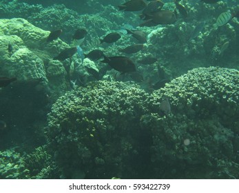 Scuba Diving Gab Gab Beach, Santa Rita, Guam, USA