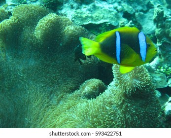 Scuba Diving Gab Gab Beach, Santa Rita, Guam, USA