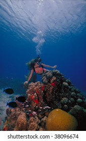 A Scuba Diving Girl In A Bikini Poses Above The Coral Reef In The Warm Waters At St. Croix Island In US Virgin Islands.