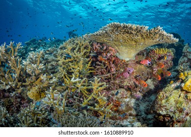 1,895 Png reef Images, Stock Photos & Vectors | Shutterstock