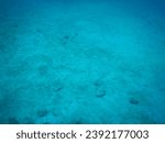 Scuba diving at Isla del Caño in Costa Rica in Pacific Ocean : numerous fish on blurry seafloor