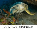 Scuba diving Jupiter and West Palm Beach, 2018. Loggerhead turtle.