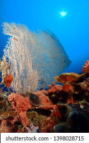 Scuba Diving In Mactan Cebu Philippines