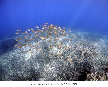 Scuba Diving In Malta