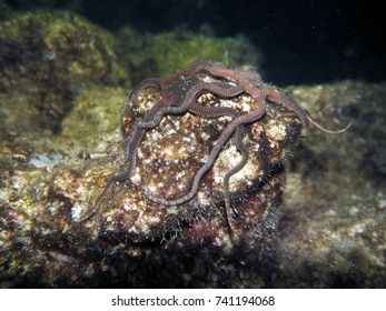 Scuba Diving In Malta