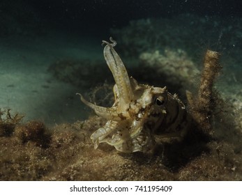 Scuba Diving In Malta