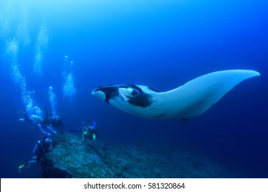 Scuba Diving With Manta Ray