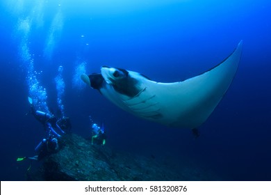 Scuba Diving With Manta Ray