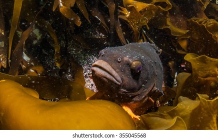 Scuba Diving In Norway