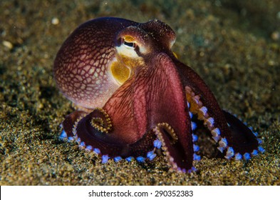 Scuba Diving Octopus Lembeh Strait Indonesia Underwater