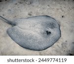 Scuba diving off the coast of Beau Vallon on Mahé Island on Seychelles : Giant round grey stingray on sandy seafloor of Indian Ocean