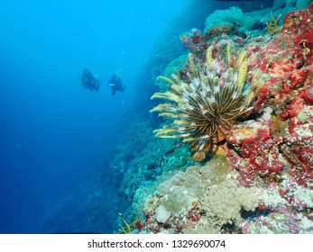 Scuba Diving over the reef in Papua New Guinea . Best dive sites with 30 m visibility and best time to dive is  always
