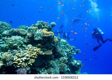 Scuba Diving The Red Sea, Egypt