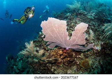 Scuba diving at a reef in Belize