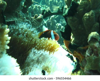 Scuba Diving Santa Rita, Guam USA