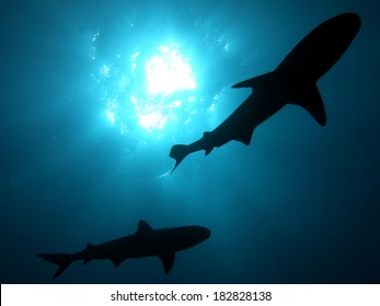 Scuba diving with sharks, Tahiti 