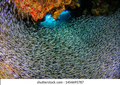 Scuba Diving With Silversides At Eden Rock, Grand Cayman, Caribbean