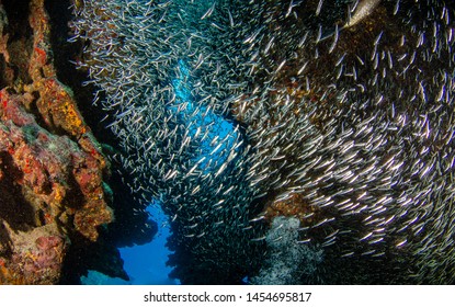 Scuba Diving With Silversides At Eden Rock, Grand Cayman, Caribbean