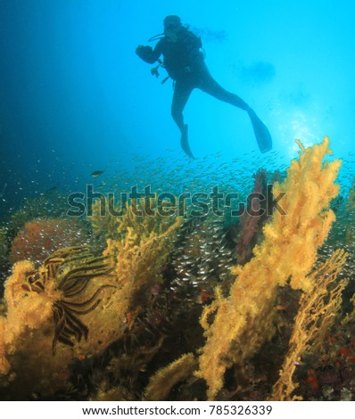 Scuba diving underwater